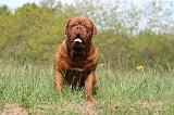 DOGUE DE BORDEAUX 004